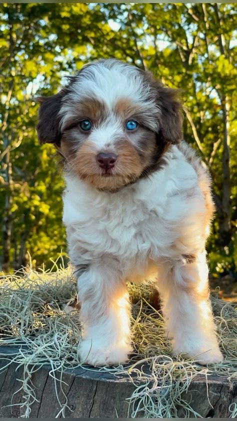 Aussiedoodle