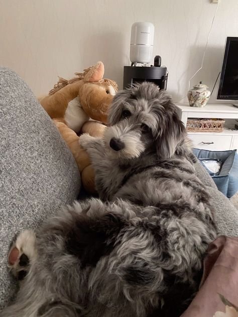 Aussiedoodle
